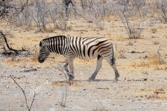 Namibia, Etosha Nationalpark