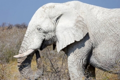 Namibia, Etosha Nationalpark