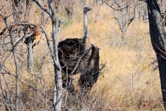 Namibia, Etosha Nationalpark, Afrikanischer Strauß
