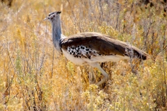 Namibia, Etosha Nationalpark, Riesentrappe