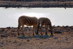 Namibia, Etosha Nationalpark, Zebras, Gegenlichtaufnahme