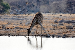 Namibia, Etosha Nationalpark