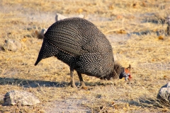 Namibia, Etosha Nationalpark, Perlhuhn