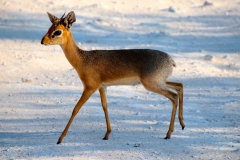 Namibia, Etosha Nationalpark, Dikdik