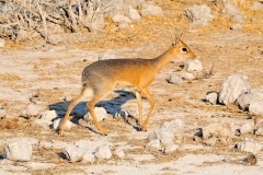 Namibia, Etosha Nationalpark, Dikdik