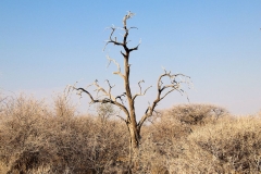 Namibia, Etosha Nationalpark