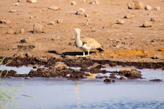 Namibia, Etosha Nationalpark, Riesentrappe am Wasserloch