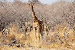 Namibia, Etosha Nationalpark