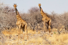 Namibia, Etosha Nationalpark