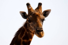 Namibia, Etosha Nationalpark