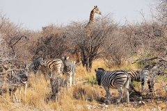 Namibia, Etosha Nationalpark
