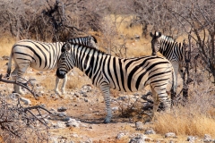 Namibia, Etosha Nationalpark