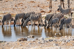 Namibia, Etosha Nationalpark
