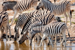 Namibia, Etosha Nationalpark