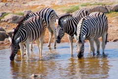 Namibia, Etosha Nationalpark