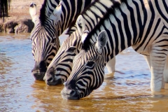 Namibia, Etosha Nationalpark