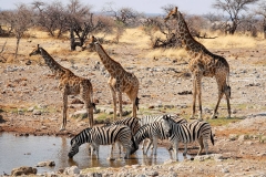 Namibia, Etosha Nationalpark