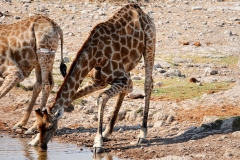 Namibia, Etosha Nationalpark