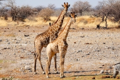Namibia, Etosha Nationalpark
