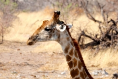 Namibia, Etosha Nationalpark
