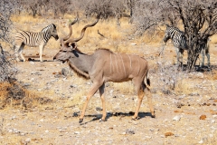 Namibia, Etosha Nationalpark, Großer Kudu