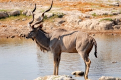 Namibia, Etosha Nationalpark, Großer Kudu