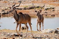 Namibia, Etosha Nationalpark, Großer Kudu