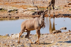 Namibia, Etosha Nationalpark, Großer Kudu