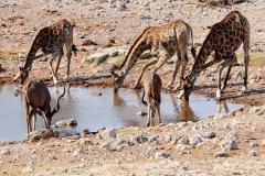 Namibia, Etosha Nationalpark