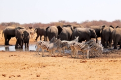 Namibia, Etosha Nationalpark