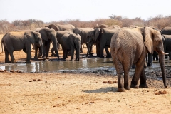 Namibia, Etosha Nationalpark