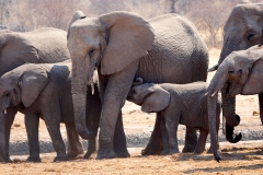 Namibia, Etosha Nationalpark