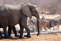 Namibia, Etosha Nationalpark