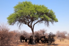 Namibia, Etosha Nationalpark
