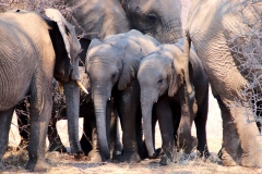 Namibia, Etosha Nationalpark
