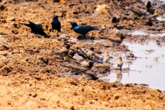 Namibia, Etosha Nationalpark, Vögel am Wasserloch