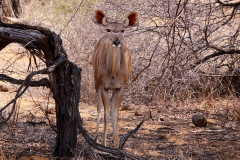 Namibia, Etosha Nationalpark, Großer Kudu