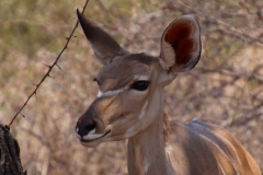Namibia, Etosha Nationalpark, Großer Kudu