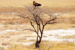 Namibia, Etosha Nationalpark, Raubvogel