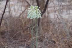 Namibia, Etosha Nationalpark