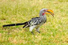 Namibia, Etosha Nationalpark, Fort Namutoni, Toko