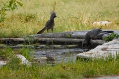 Namibia, Etosha Nationalpark, Fort Namutoni, Grauer Lärmvogel