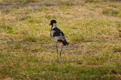 Namibia, Etosha Nationalpark, Fort Namutoni