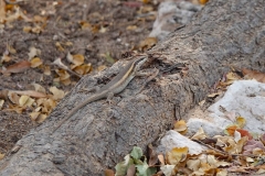 Namibia, Etosha Nationalpark, Fort Namutoni, Eidechse