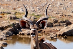 Namibia, Etosha Nationalpark, Großer Kudu