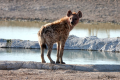 Namibia-Etosha-NP-Tüpfelhyaene