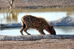 Namibia-Etosha-NP-Tüpfelhyaene