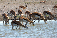 Namibia-Etosha-NP-Springböcke