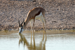 Namibia-Etosha-NP-Springbock