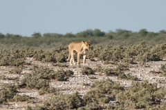 Namibia-Etosha-NP